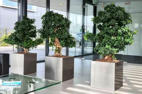 Perla accessoires HD projectbeplanting Ficus microcarpa